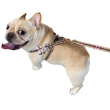 Teddy Collar Pet Harness Leash