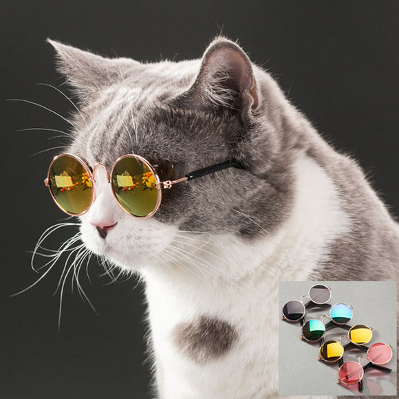 Little Sunglasses for Cats / Dogs