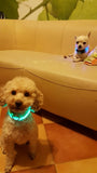 LED Pet Collar