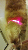 LED Pet Collar