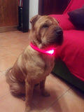 LED Pet Collar